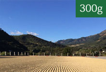 グアテマラ2015COE　第2位エル・モリート農園【300g】