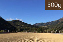 グアテマラ2015COE　第2位エル・モリート農園【500g】