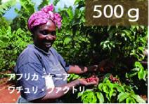 ■【2021】ケニア「ニエリ・ワチュリAA」ウォッシュドプロセス【500g】