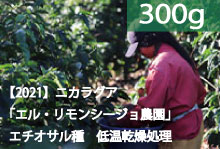 【2021】ニカラグア「エル・リモンシージョ農園」エチオサル種・低温乾燥処理【300g】