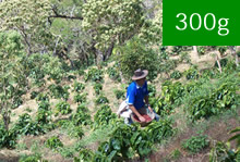 エルサルバドル　COE2015　第3位　ラス・ベンタナス農園【300g】
