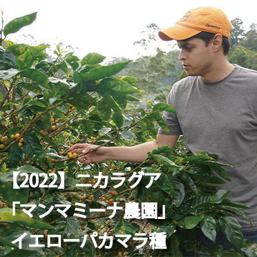 【2022】ニカラグア「マンマミーナ農園」　イエローパカマラ種【100g】【月・水・金焙煎】